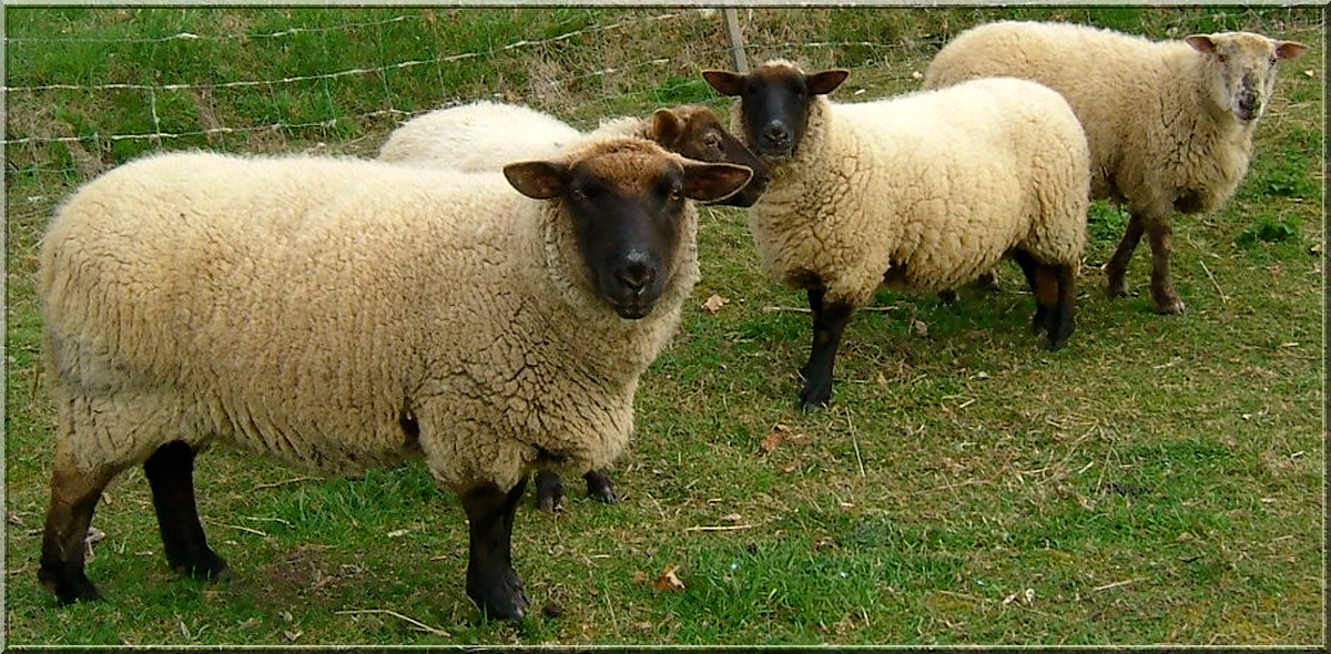 moutons